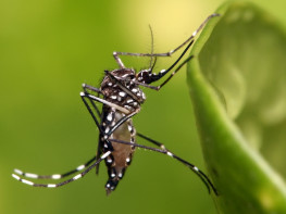 डेंगु संक्रमणबाट मृत्यु हुनेको सख्या ३६ पुग्यो
